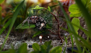 蚂蚁文托 AntVentor 单机游戏中文版下载（集成Goals升级）
